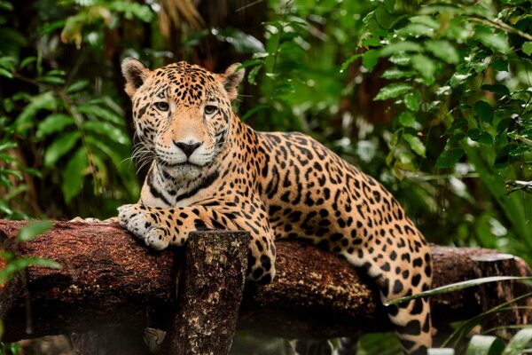 Jaguar at Belize Tropical Education Centre