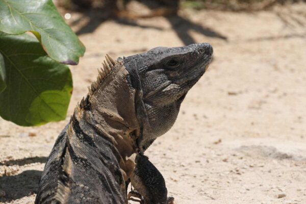 Iguana at Quintana Roo