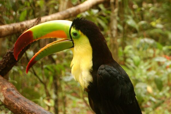 Toucan at Belize's Tropical Education Centre