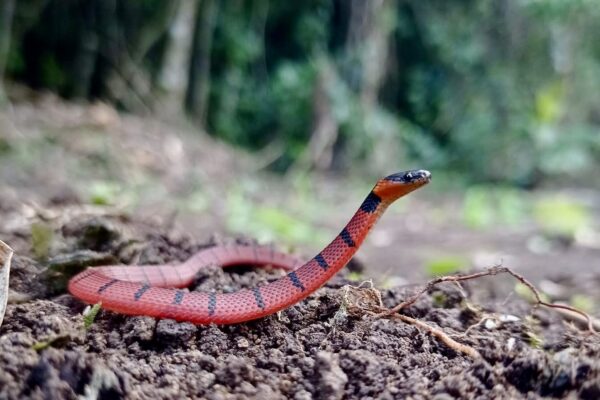 Chiapas, Lacanjá, Bonampak Site
