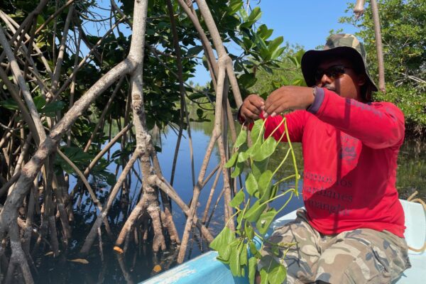 Oaxaca Coast La Ventanilla Mangrove