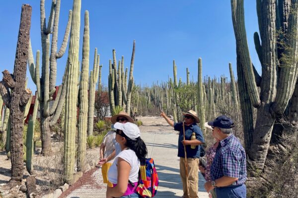 Puebla Zapotitlán Saguaros