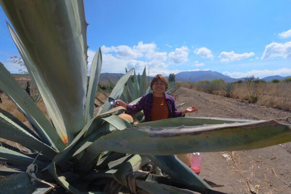 Reina Pulque producer & Guide, Matatlán