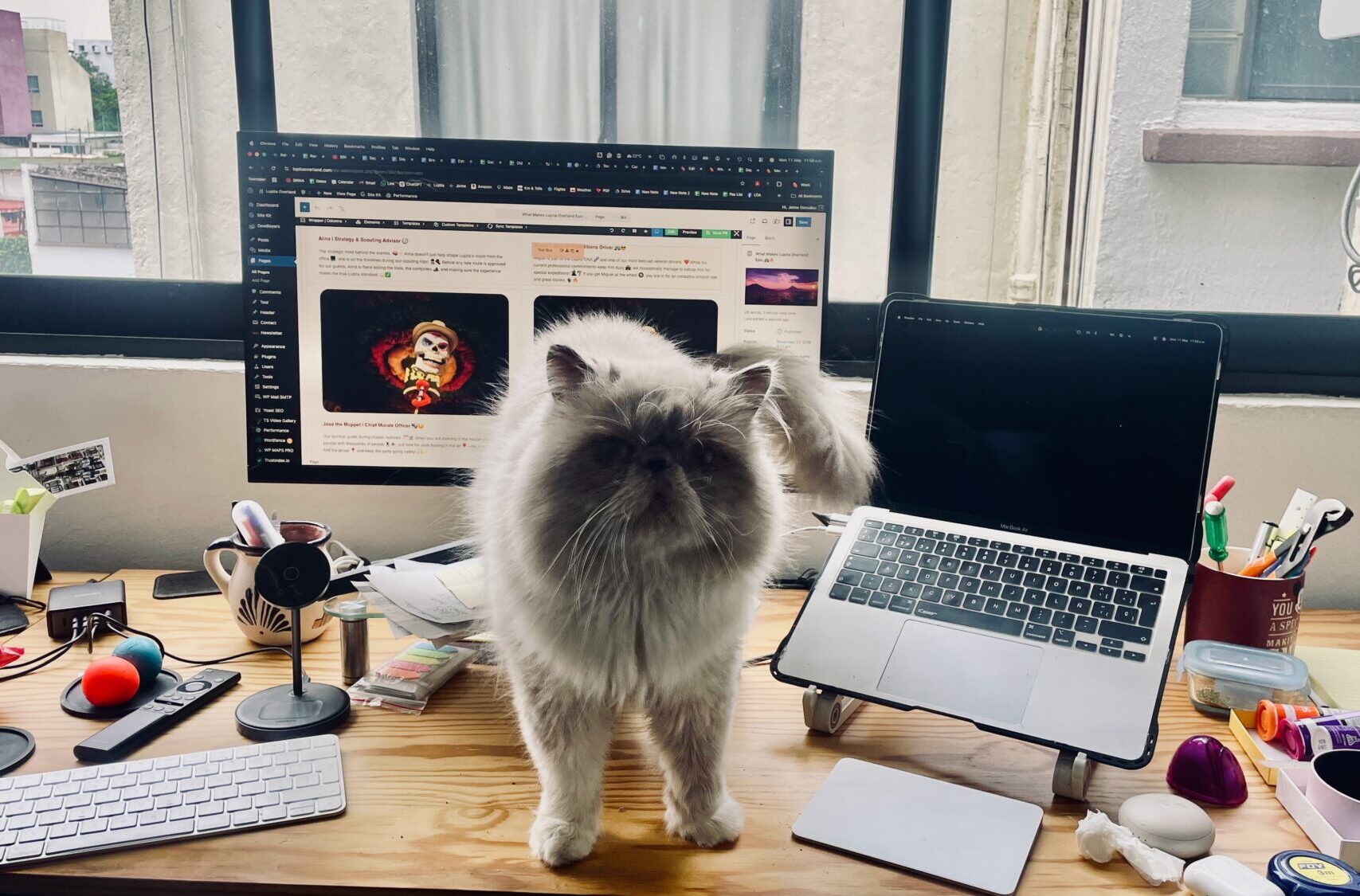 Rollo at the office